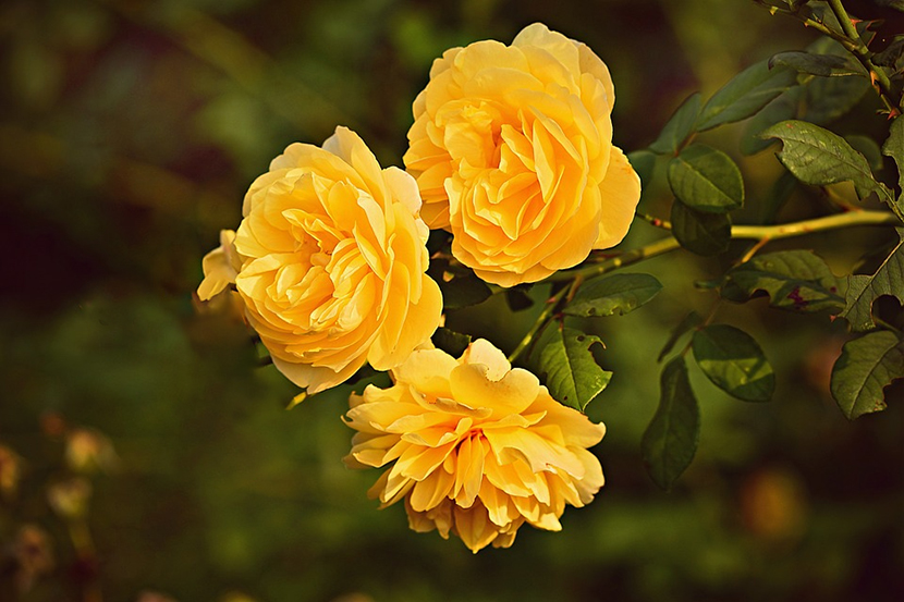 Three Yellow Roses